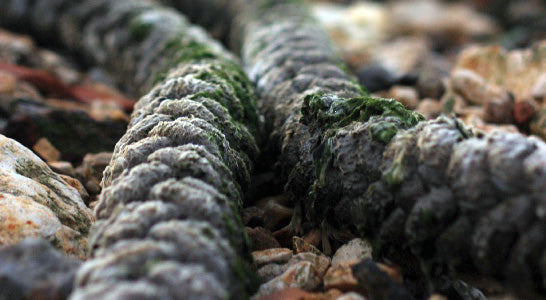 Anchor Rope Cleaning? More Harm Than Good?